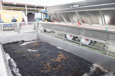 Üzüm hasadının ve şarabın sonbahar dönemi unutulmaz manzaralar sunar üzüm hasadı ve şarap işleme yerleri