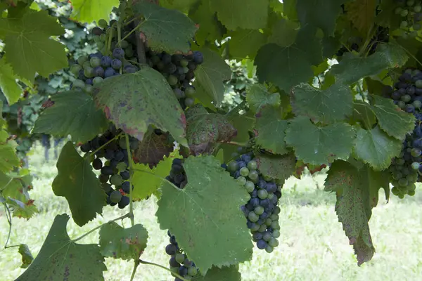 Otoño Vendimia Del Vino Ofrecen Escenarios Inolvidableslugares Vendimia Elaboración Del — Foto de Stock