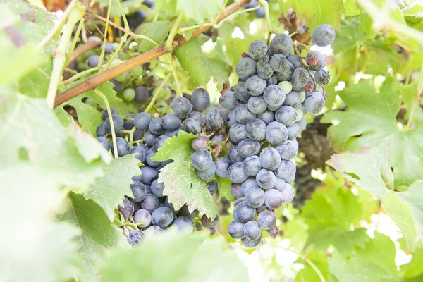 Otoño Vendimia Del Vino Ofrecen Escenarios Inolvidableslugares Vendimia Elaboración Del — Foto de Stock