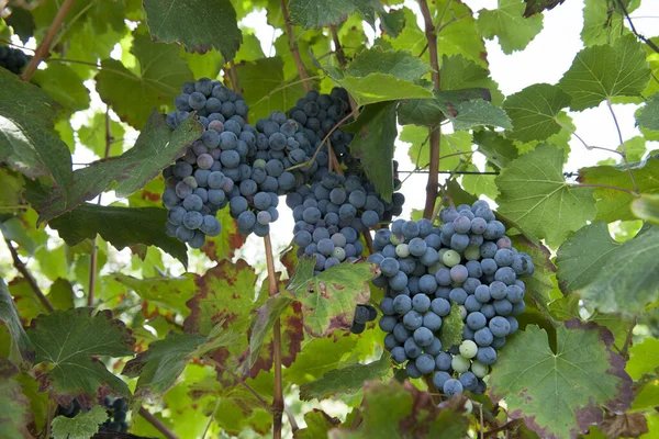 Periodo Autunnale Della Vendemmia Del Vino Offre Scenari Indimenticabililuoghi Vendemmia — Foto Stock