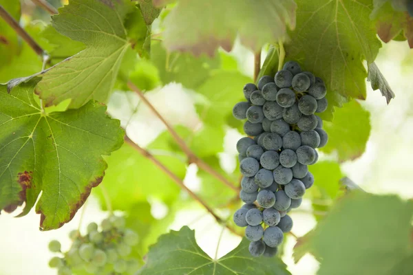 ブドウの収穫とワインの秋の期間は忘れられないシーンを提供していますブドウの収穫とワイン処理の場所 — ストック写真