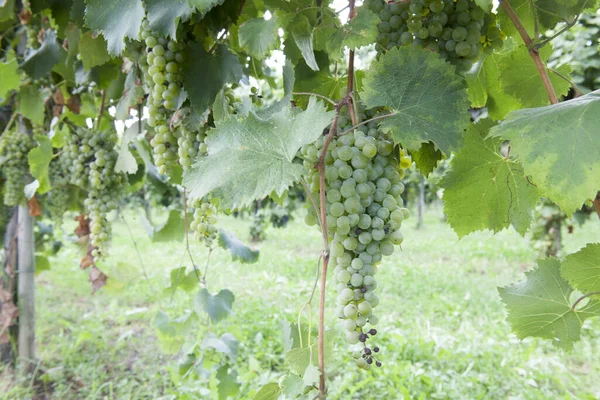 Podzimní Období Sklizně Hroznů Vína Nabízí Nezapomenutelné Scénymísta Sklizně Hroznů — Stock fotografie