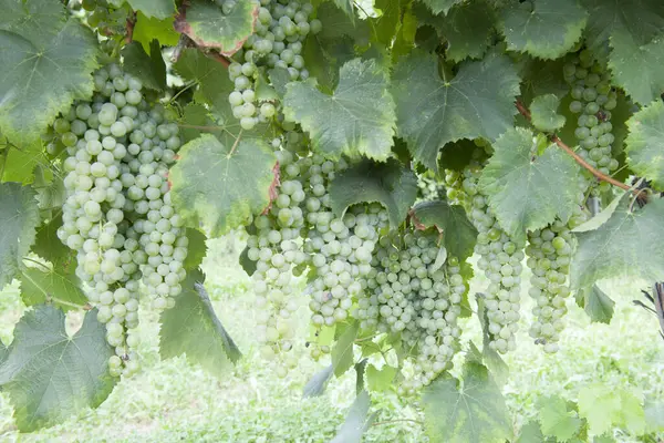 Autumn Period Grape Harvest Wine Offer Unforgettable Scenesplaces Grape Harvest — Stock Photo, Image