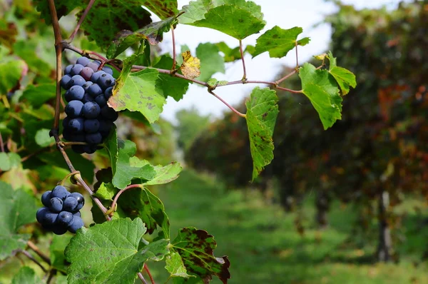 Осенний Период Сбора Урожая Винограда Вина Предлагают Незабываемые Пейзажы Места — стоковое фото