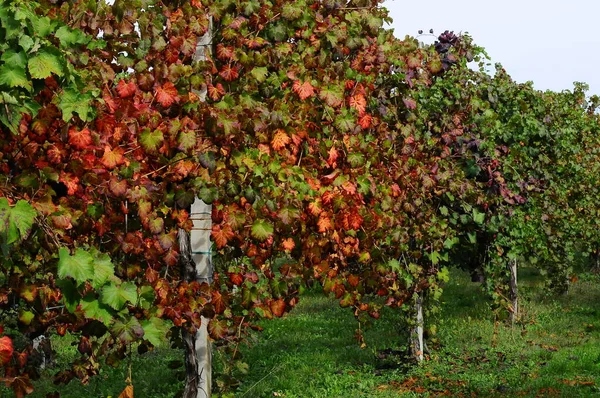 Осенний Период Сбора Урожая Винограда Вина Предлагают Незабываемые Пейзажы Места — стоковое фото