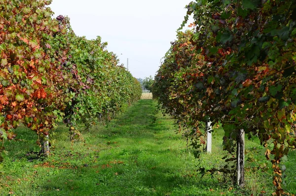 Üzüm hasadının ve şarabın sonbahar dönemi unutulmaz manzaralar sunar üzüm hasadı ve şarap işleme yerleri