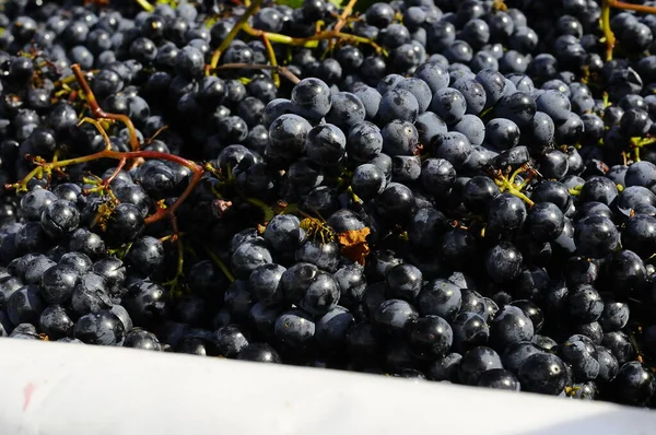 Período Outono Vindima Vinho Oferecem Paisagens Inesquecíveislocais Vindima Transformação Vinho — Fotografia de Stock