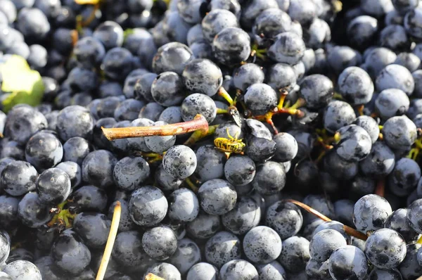 Otoño Vendimia Del Vino Ofrecen Escenarios Inolvidableslugares Vendimia Elaboración Del — Foto de Stock