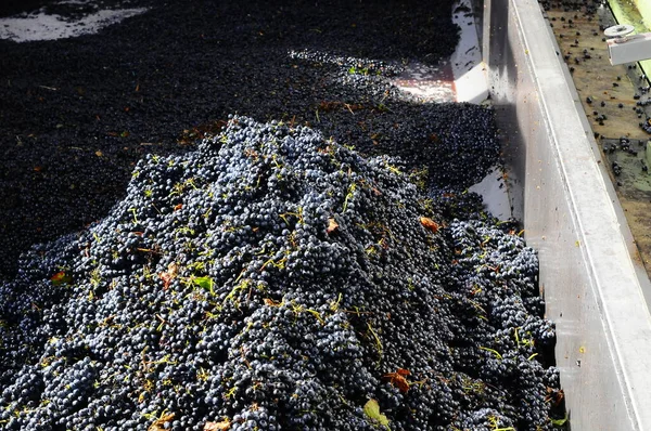 Período Outono Vindima Vinho Oferecem Paisagens Inesquecíveislocais Vindima Transformação Vinho — Fotografia de Stock