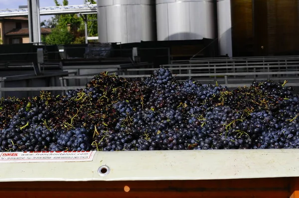 Período Outono Vindima Vinho Oferecem Paisagens Inesquecíveislocais Vindima Transformação Vinho — Fotografia de Stock