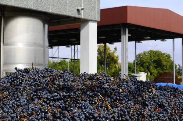 Período Outono Vindima Vinho Oferecem Paisagens Inesquecíveislocais Vindima Transformação Vinho — Fotografia de Stock