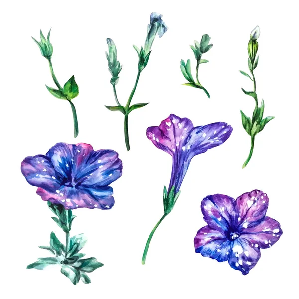 Aquarel bloem set geïsoleerd op wit. Blauwe, paarse Petunia, knop, bladeren, stengel. — Stockfoto