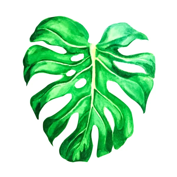 Green tropical leaf painted in watercolor, isolated on white — Fotografia de Stock