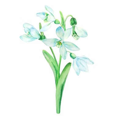 Bir buket suluboya, kardan çiçekler.