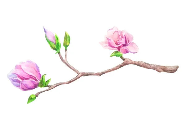 Een tak van bloeiende rose magnolia, aquarel illustratie — Stockfoto
