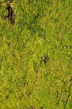 Doğal arka plan. Ağaç gövdesinde yeşil yosun