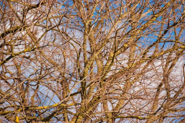 참나무 가지들 겨울의 — 스톡 사진