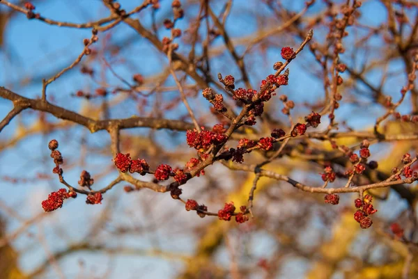 Зима Подходит Концу Весна Наступает Открываются Голые Красные Почки — стоковое фото