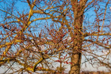 Kış sona eriyor ve bahar geliyor ve çıplak ağaç tomurcukları doğal arka plan olarak açılmaya başlıyor.