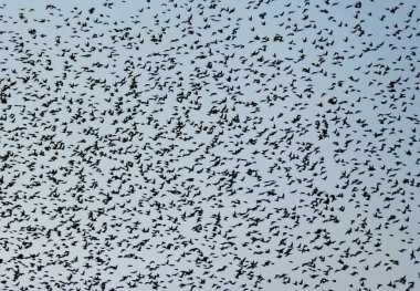 Kuşlar arka plan olarak gökyüzünde uçuyor.