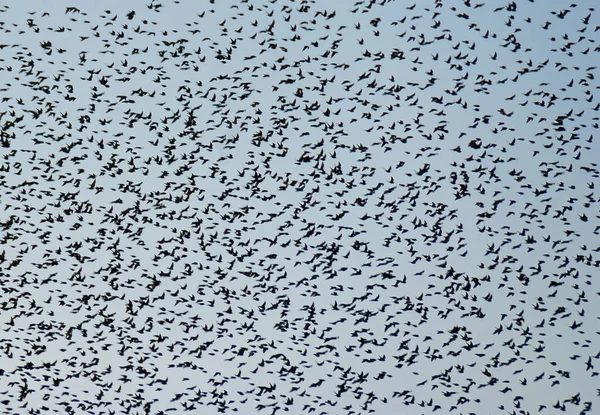Kuşlar arka plan olarak gökyüzünde uçuyor.