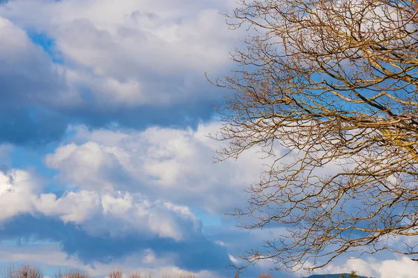 Kahle Äste Silhouette Mit Schönen Bewölkten Himmel Als Winter Hintergrund — Stockfoto
