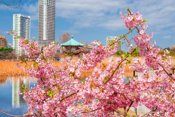 Japan March 2019 우에노 공원의 중앙에 앞에서 벚꽃이 사쿠라 — 스톡 사진