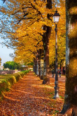 Autumn and foliage in Lucca. Anciet city walls park with autumnal leaves