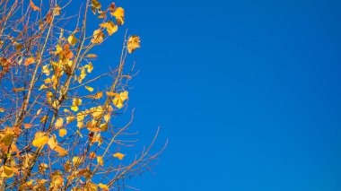 End of Autumn and early winter background with linden yellow leaves against blue sky (with copy space)