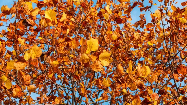 落叶或郁金香树秋季叶及叶背 — 图库照片
