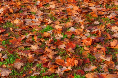Arkaplan olarak sonbahar yaprakları ve yaprakları