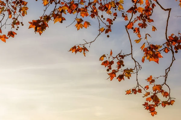 Podzimní Listové Zázemí Sycamore Hnědé Oranžové Žluté Červené Listy Podsvícené — Stock fotografie