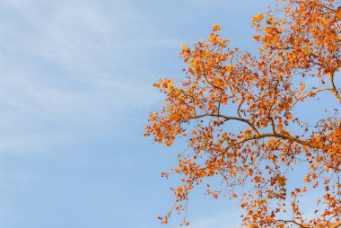 Sonbahar ve yeşillik geçmişi. Günbatımında çınar kahverengi, turuncu, sarı ve kırmızı yapraklar (kopyalama alanı ile))