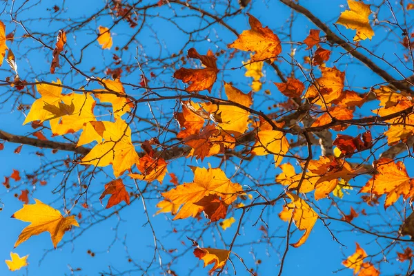 Najaars Gebladerte Achtergrond Verlichte Sycamore Bruine Oranje Gele Rode Bladeren — Stockfoto
