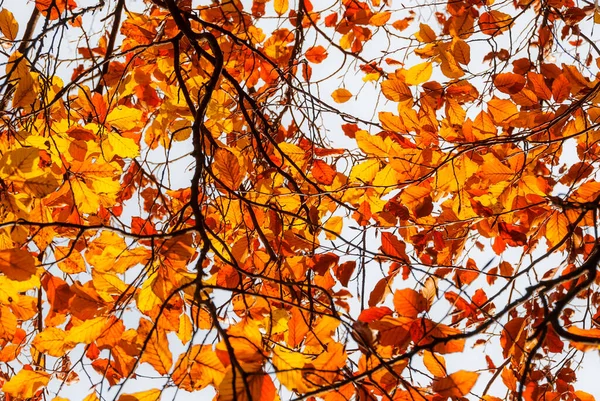 Háttérvilágítás Őszi Arany Narancs Levelek Lombozat Mint Háttér — Stock Fotó