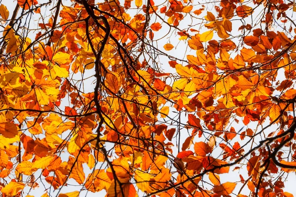 Feuilles Feuillage Dorés Orangés Automnaux Rétroéclairés Comme Arrière Plan — Photo