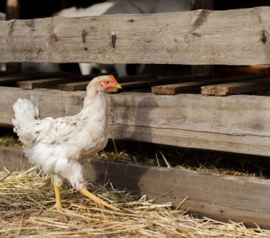 Tavuk kümesinin yanında ev yapımı beyaz tavuk..