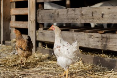İki ev yapımı tavuk ahırın yanında yürüyorlar..