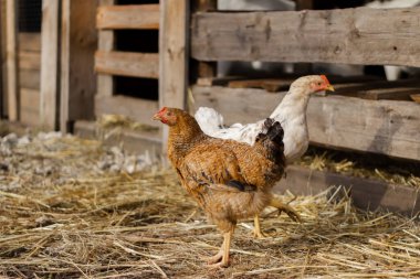 İki ev yapımı tavuk ahırın yanında yürüyorlar..
