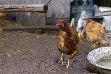 İki ev yapımı kahverengi tavuk bir tavuk kümesinde yürüyor.. 