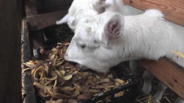 Dos cabras blancas de la raza Zaanenskaya están comiendo peladuras de patata en el granero. Home farm.Concept: pueblo, agricultura, ganadería. — Vídeo de stock