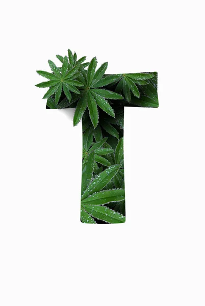 The English letter of the alphabet T, isolated on a white background. Stylized with a collage of a photo of a lupin flower leaf. Concept: graphic design, decorated font. — Zdjęcie stockowe