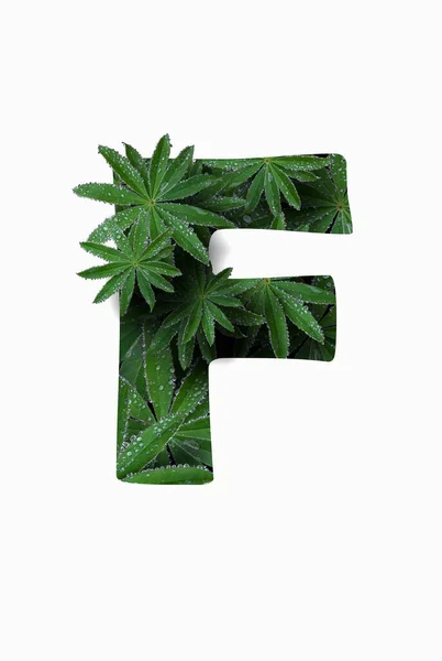 The English letter of the alphabet F, isolated on a white background. Stylized with a collage of a photo of a lupin flower leaf. Concept: graphic design, decorated font. — Stock fotografie