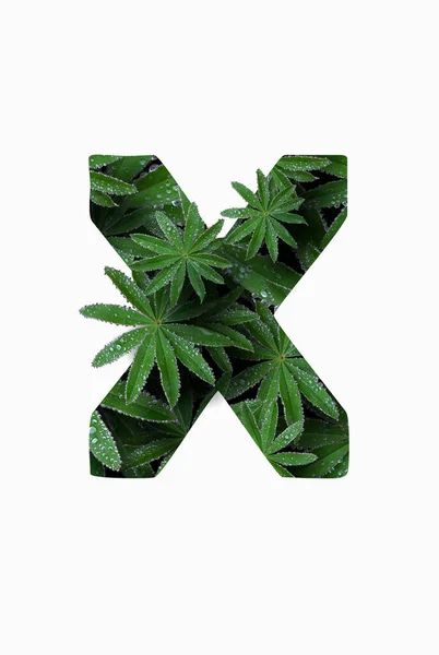 The English letter of the alphabet X, isolated on a white background. Stylized with a collage of a photo of a lupin flower leaf. Concept: graphic design, decorated font. — Fotografia de Stock