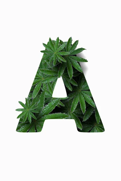 The English letter of the alphabet A, isolated on a white background. Stylized with a collage of a photo of a lupin flower leaf. Concept: graphic design, decorated font. — Stock fotografie