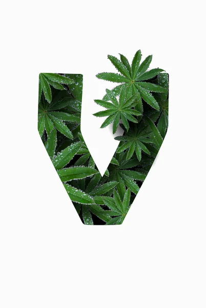 The English letter of the alphabet V, isolated on a white background. Stylized with a collage of a photo of a lupin flower leaf. Concept: graphic design, decorated font. — Stockfoto