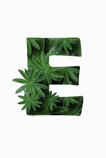 The English letter of the alphabet E, isolated on a white background. Stylized with a collage of a photo of a lupin flower leaf. Concept: graphic design, decorated font. — стоковое фото