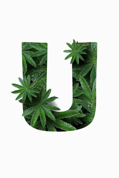The English letter of the alphabet U, isolated on a white background. Stylized with a collage of a photo of a lupin flower leaf. Concept: graphic design, decorated font. — Stock Photo, Image