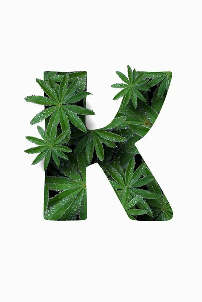 The English letter of the alphabet K, isolated on a white background. Stylized with a collage of a photo of a lupin flower leaf. Concept: graphic design, decorated font. — Foto Stock