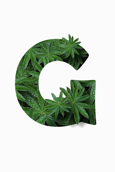 The English letter of the alphabet G, isolated on a white background. Stylized with a collage of a photo of a lupin flower leaf. Concept: graphic design, decorated font. — Zdjęcie stockowe